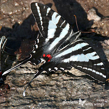 large black and white stripe butterfly with brilliant red marking