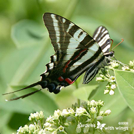 butterfly nectaring on white flower