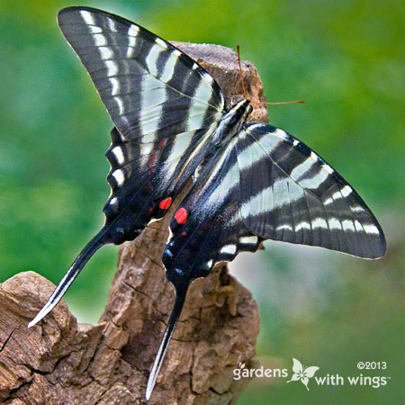 black and white long tailed black swallowtail butterfly