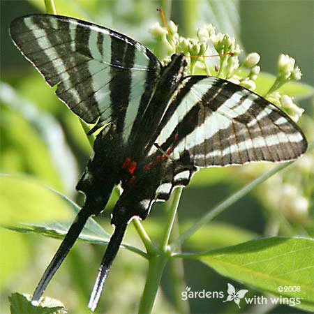long tail butterfly with white and black stripes