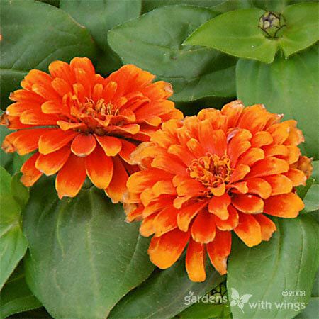 Zinnia