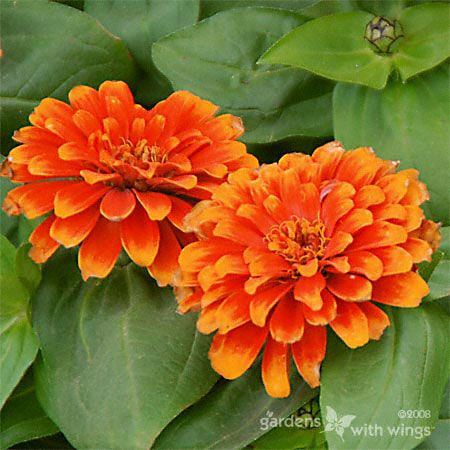 orange flowers